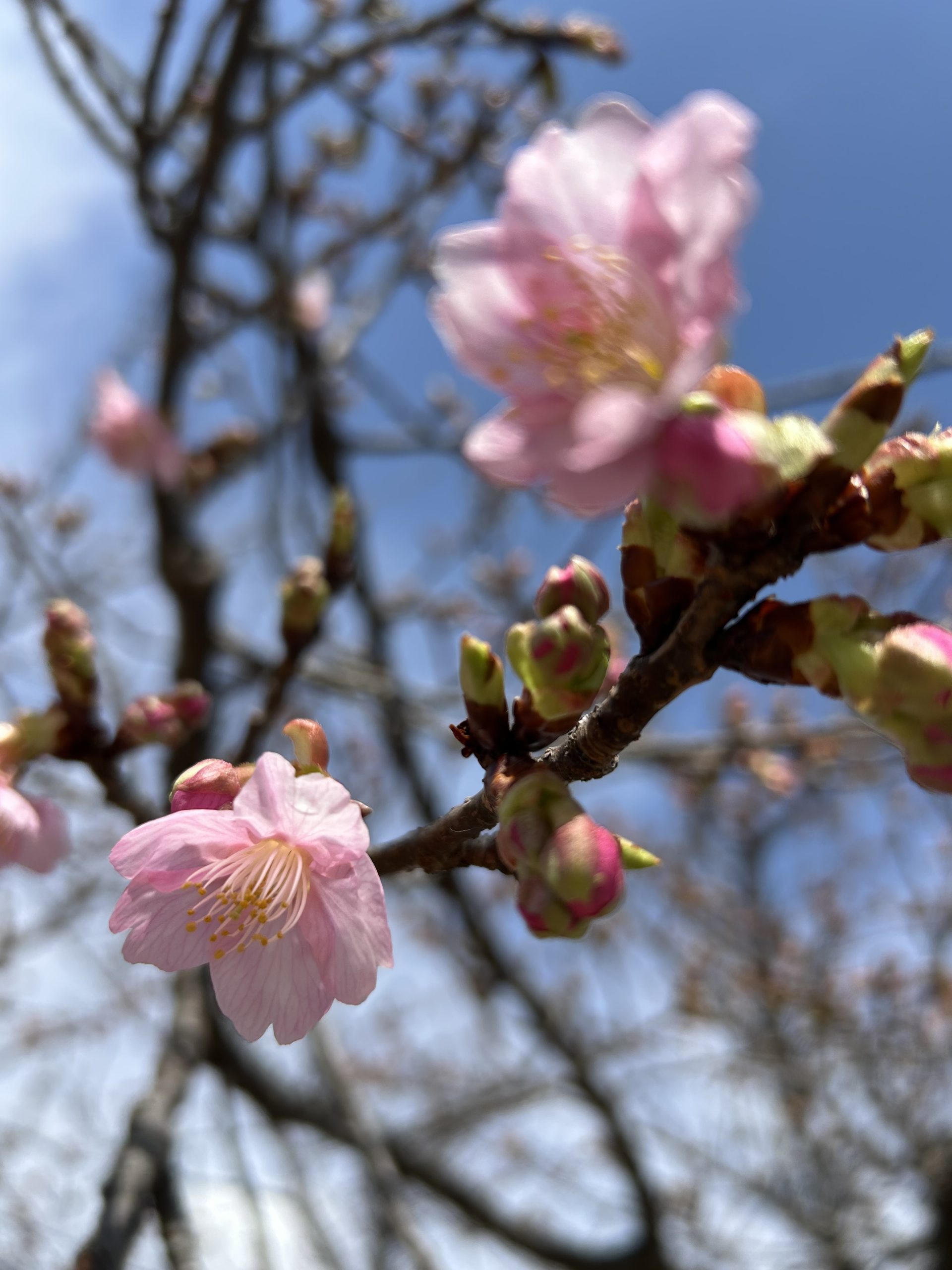 2025/3/8 葵桜 - 葵桜と彼岸花の咲くふる里
