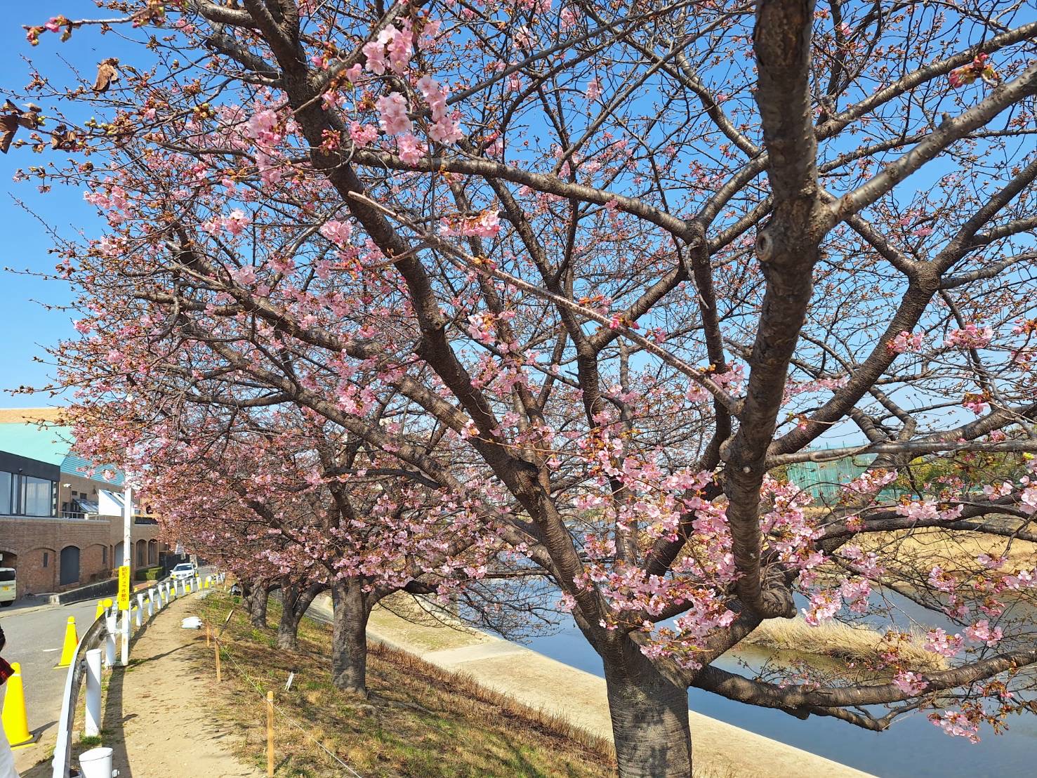 2026/2/23 （天皇誕生日）葵桜 - 葵桜と彼岸花の咲くふる里